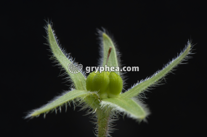 Bourrache officinale - jeune fruit ouvert (Borago officinalis) - gryphea.org